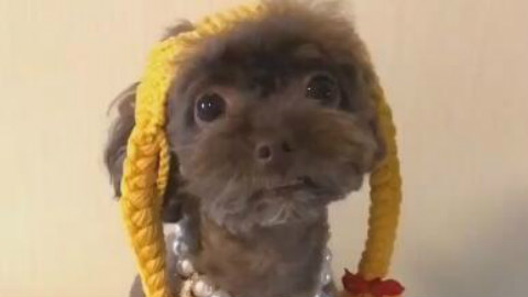 梳着小辫的小可爱